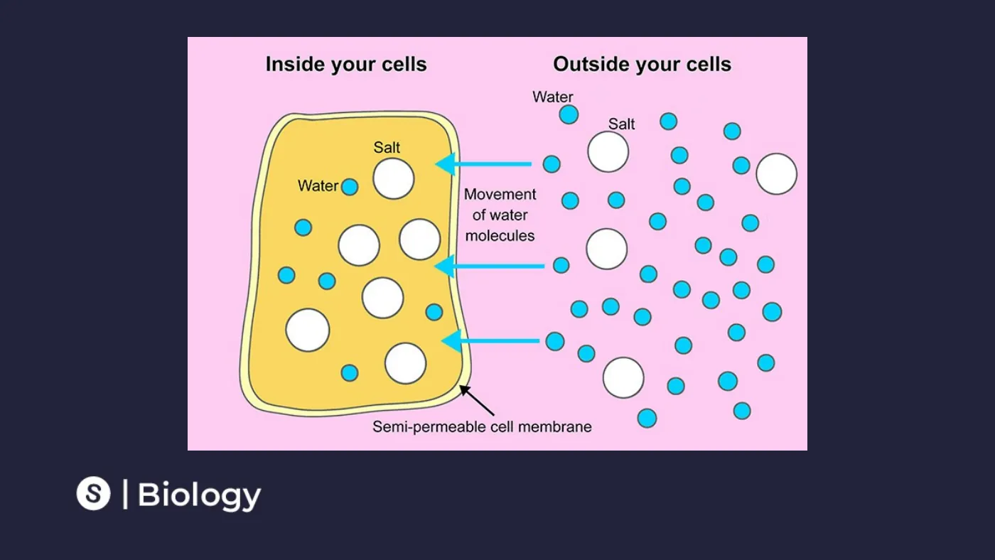 Osmosis and Diffusion — page 6 of 12