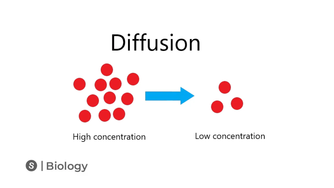 Osmosis and Diffusion — page 8 of 12